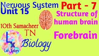 10 std Bio Unit 15 Nervous system Structure of Human Brain  Forebrain Part 7 Samacheer Kalvi TN [upl. by Ennaillek]