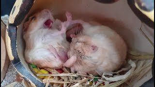 Fattailed Gerbil  Pachyuromys Duprasi  Yawning And Take A Shower  Hamsters Island [upl. by Nayab]