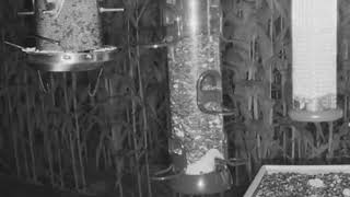 Hedgehog  LIVE Bird Feeder Cam  Recke Germany 🐦🕊️ [upl. by Ihcekn]