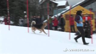 Purina Incredible Dog Challenge  Whistler 2010 [upl. by Nitsirk]