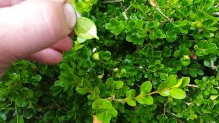 Identifying and controlling Boxwood Leafminer [upl. by Ailati]