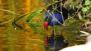 Australasian Swamphen Porphyrio porphyrio melanotus  Purpurhuhn 2 [upl. by Adelheid151]