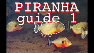 PIRANHA Guide I PYGOCENTRUS PYGOPRISTIS PRISTOBRYCON and CATOPRION [upl. by Iborian]