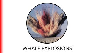 WHALE EXPLOSIONS [upl. by Lashonda706]