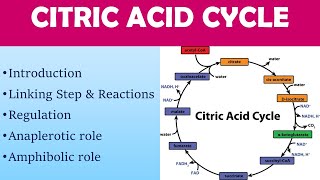 10 मिनट में पूरा TCA cycle with regulation amphibolic and anaplerotic role [upl. by Karlis]