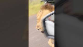 Move 86daysinkruger King coming through nature wildlife animals lion king [upl. by Hsemin]