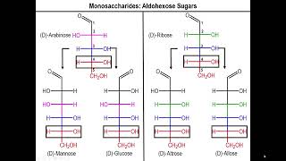 Lec10  Aldose Sugars [upl. by Ailed]