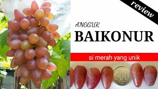 Review Anggur Baikonur New  grape growers [upl. by Eileen971]