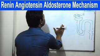 Renin Angiotensin Aldosterone Mechanism  Bangla  Square DOC [upl. by Nerw]