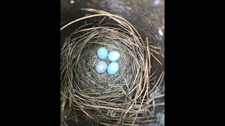 Brown Headed Cowbird Egg in Bluebird House  What to do Here is what I did and how it turned out [upl. by Fugate]