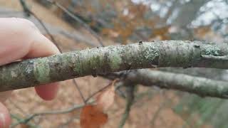 How to Identify Wild Cherry Trees in the Winter [upl. by Milburt]