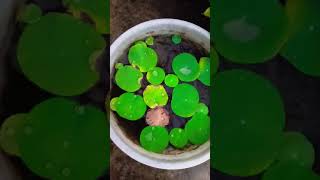 kyun faya kyun shorts youtubeshorts viral nature [upl. by Greenlee693]