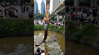 Unbelievable Phone Captures Excavator Finding Giant Snake 🐍 Excavator SnakeDiscovery GiantSnake [upl. by Adyahs67]