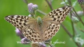 Der Kaisermantel Argynnis paphia [upl. by Gatias148]