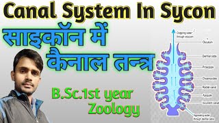 Lc27 Canal system in sycon  BSc1st year  Zoology  by Prahalad sir [upl. by Naes125]