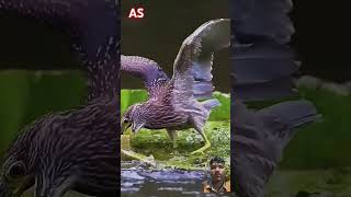 birds beautiful animals love song newsong bangla nature viralvideo [upl. by Philps99]