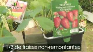 Comment planter un fraisier   Truffaut [upl. by December]