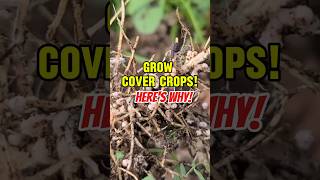 Want GREAT SOIL Grow COVER Crops [upl. by Errised318]