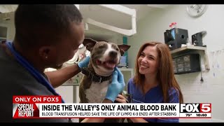 Transfusion from dog blood bank helps save police K9 [upl. by Delacourt379]