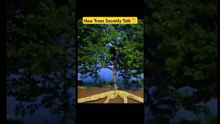 How Trees Secretly Talk🤔😱ytshorts facts short factsdaily tree secretly talk newamazedfacts [upl. by Llehcam]