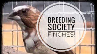 How to Breed Society Finches [upl. by Bucella]