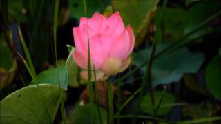 Timelapse of Lotus Blooming [upl. by Morrissey]