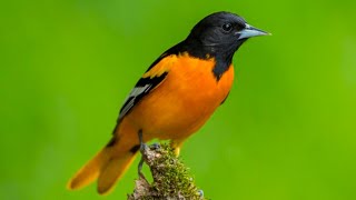 Baltimore Oriole sounds  baltimore oriole call  oriole chirping  baltimore oriole song [upl. by Nodnart]