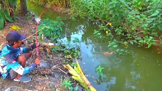 Rezekiku Mancing di parit dapat ikan mas sebesar ini [upl. by Conney]