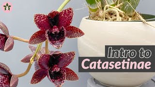 Basics of Catasetum [upl. by Airalav]