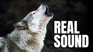 Wolf Sound Effect  Wild Animal Sounds [upl. by Aikemal358]