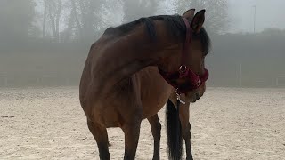 Présentation de ma chaîne équestre ￼🥰🫶🏻 cavalière cheval [upl. by Sej813]