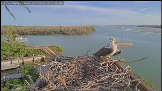 Captiva Island Osprey Cam Florida USA January 23 2024 [upl. by Stephanus]