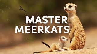 The Meerkats And Unique Animals That Are Masters Of The Desert  Natural Habitat Documentary [upl. by Limann572]