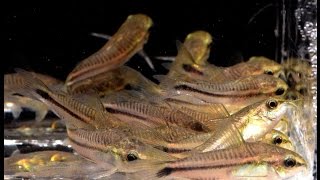 Corydoras pygmaeus The Pygmy Cory Species Spotlight [upl. by Maurilla]