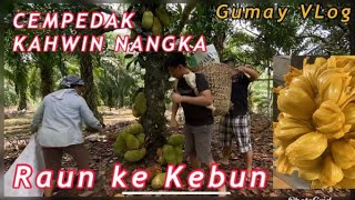 CEMPEDAK KAHWIN NANGKA  RAUN KE KEBUN VLOG [upl. by Aitercul]