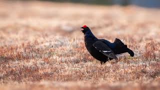 The sound of the Black Grouse  Bird Sounds to recognize the Black Grouse  10 Hours [upl. by Bello]