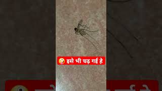 drowsy mosquito mosquito shorts viral funny video [upl. by Oakes]