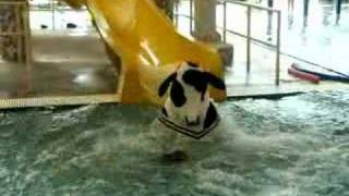 Cow on water slide video [upl. by Anaahs]