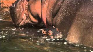 Live Hippo Birth at the San Diego Zoo [upl. by Oicaro]