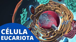 La CÉLULA EUCARIOTA explicada sus organelos celulares características y funcionamiento🦠 [upl. by Kazue553]