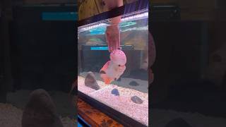 Flowerhorn cichlid interacting with its owner ❤️ [upl. by Ycram170]