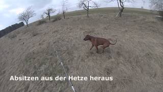 ReizangelTraining mit Rhodesian Ridgeback [upl. by Attenhoj826]