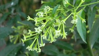 Raat ki Rani  Cestrum Nocturnum  How to Grow and Care of Night Blooming Jasmine  Hindi [upl. by Sexela]