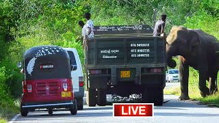 🔴 LIVE quotWild Elephant Blocks Road in Sri Lanka  ButtalaKataragama Highway Encounter Caught LIVEquot [upl. by Vonni]