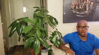 How to Take Care of That Schefflera Amate [upl. by Greenburg476]