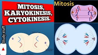 Mitosis Karyokinesis Cytokinesis Cell Division Processes Explain [upl. by Erasme]