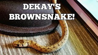 DeKays Brownsnake Identification Characteristics [upl. by Neira]