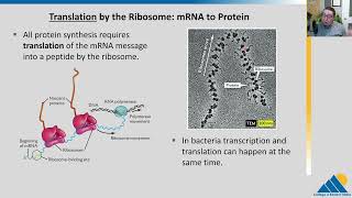 BIOL201 Ch155  Ribosomes and Protein Translation [upl. by Amber789]