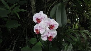 How Orchids Grow in Hawaii [upl. by Dorr]