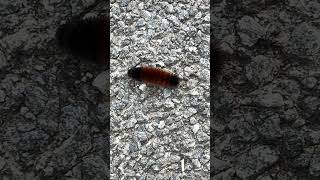 Woolly Bear Caterpillar crossing the road Shorts Nature Wildlife Insects Illinois Caterpillar [upl. by Attenoj]